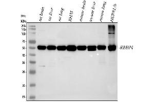 Western blot analysis of RbAp48 using anti-RbAp48 antibody (ABIN3043920).