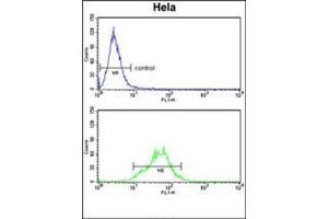 Flow cytometry analysis of Hela cells using LDHA Antibody (Center) Cat. (Lactate Dehydrogenase A 抗体  (Middle Region))