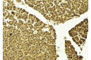 ABIN6274220 at 1/100 staining Mouse pancreas tissue by IHC-P. (TEAD1 抗体  (Internal Region))
