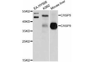 Western blot analysis of extracts of various cell lines, using CASP9 antibody (ABIN5995675) at 1/1000 dilution. (Caspase 9 抗体)