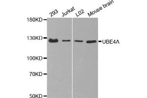 Western Blotting (WB) image for anti-Ubiquitination Factor E4A (UBE4A) antibody (ABIN1875476) (UBE4A 抗体)
