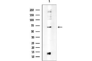 anti-Angiopoietin 4 (ANGPT4) (Internal Region) antibody