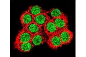 Confocal immunofluorescent analysis of XRCC6 antibody with 293 cells followed by Alexa Fluor 488-conjugated goat anti-rabbit lgG (green).