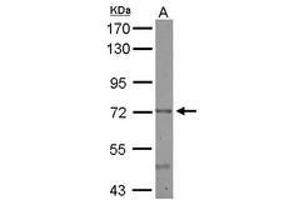 Image no. 2 for anti-Cerebral Endothelial Cell Adhesion Molecule (CERCAM) (AA 14-234) antibody (ABIN1501882) (CERCAM 抗体  (AA 14-234))