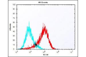 Overlay histogram showing MCF-7 cells stained with (ABIN6242437 and ABIN6577977) (red line). (MELK 抗体  (C-Term))