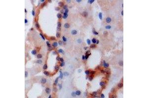 Immunohistochemical analysis of PIST staining in mouse kidney formalin fixed paraffin embedded tissue section. (GOPC 抗体)