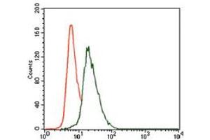 Image no. 4 for anti-Vav 1 Oncogene (VAV1) antibody (ABIN1490879) (VAV1 抗体)