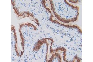 IHC-P analysis of spermaduct, with DAB staining. (Thymic Stromal Lymphopoietin 抗体  (AA 21-138))