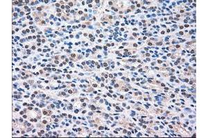 Image no. 8 for anti-Mitogen-Activated Protein Kinase 1 (MAPK1) antibody (ABIN1499291)