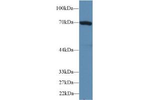 Western blot analysis of Human HepG2 cell lysate, using Mouse HSPA1B Antibody (2 µg/ml) and HRP-conjugated Goat Anti-Rabbit antibody ( (HSPA1B 抗体  (AA 1-642))