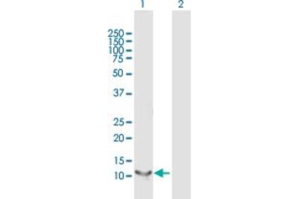 Retinol Binding Protein 5 抗体  (AA 1-135)