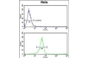 TSN6 Antibody (C-term) (ABIN6242668 and ABIN6579053) flow cytometry analysis of Hela cells (bottom histogram) comred to a negative control cell (top histogram). (Tetraspanin 6 抗体  (C-Term))