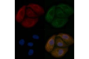 HHLA2 Mouse Monoclonal Antibody staining Hela cells by IF/ICC. (HHLA2 抗体)