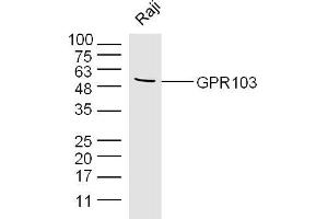 Raji lysates probed with GPR103 Polyclonal Antibody, Unconjugated  at 1:300 dilution and 4˚C overnight incubation. (QRFPR 抗体  (AA 151-250))