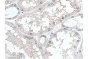 IHC-P analysis of Human Kidney Tissue, with DAB staining. (COQ6 抗体  (AA 1-468))