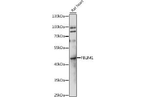 Western blot analysis of extracts of rat heart, using FBLIM1 antibody (ABIN7267208) at 1:1000 dilution. (FBLIM1 抗体  (AA 180-272))