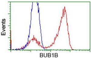 Image no. 4 for anti-Budding Uninhibited By Benzimidazoles 1 Homolog beta (Yeast) (BUB1B) antibody (ABIN1496997)