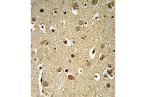 SPRY4-Y75 Antibody (ABIN652338 and ABIN2841560) IHC analysis in formalin fixed and paraffin embedded brain tissue followed by peroxidase conjugation of the secondary antibody and DAB staining. (SPRY4 抗体  (AA 26-56))