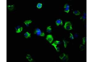 Immunofluorescence staining of MCF-7 cells with ABIN7152978 at 1:266, counter-stained with DAPI. (FLT3LG 抗体  (AA 27-184))