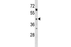 GPR120 antibody western blot analysis in HepG2 lysate. (O3FAR1 抗体  (AA 231-260))