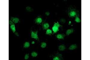 Image no. 3 for anti-Cyclin-Dependent Kinase Inhibitor 3 (CDKN3) antibody (ABIN1497457) (CDKN3 抗体)