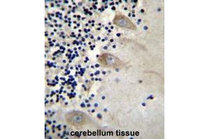 Immunohistochemistry analysis in formalin fixed and paraffin embedded human cerebellum tissue using EIF3CL Antibody (N-term) followed by peroxidase conjugation of the secondary antibody and DAB staining. (EIF3C 抗体  (N-Term))