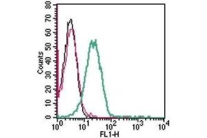 Cell surface detection of GPR174 in live intact human Jurkat T-cell leukemia cells: (black line) Cells. (GPR174 抗体  (Extracellular))