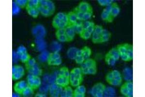 Staining of a cytospin preparation of peripheral blood mononuclear cells isolated from buffycoat. (Cathelicidin 抗体)