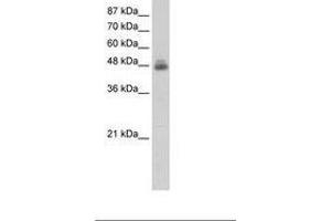 Image no. 2 for anti-RNA Binding Motif, Single Stranded Interacting Protein 1 (RBMS1) (C-Term) antibody (ABIN203115) (RBMS1 抗体  (C-Term))