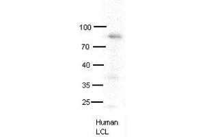 MX1 antibody - C-terminal region  validated by WB using human LCL at 1:1000. (MX1 抗体  (C-Term))