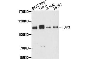 Western blot analysis of extracts of various cell lines, using TJP3 antibody (ABIN6291478) at 1:3000 dilution. (TJP3 抗体)
