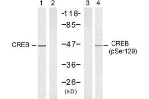 Western blot analysis of extracts from 293 cells untreated or treated with UV, using CREB (Ab-129) antibody (E021265, Lane 1 and 2) and CREB (phospho-Ser129) antibody (E011273, Lane 1 and 2). (CREB1 抗体)