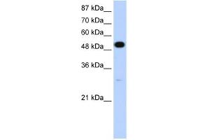 WB Suggested Anti-NOVA2 Antibody Titration:  1. (NOVA2 抗体  (N-Term))