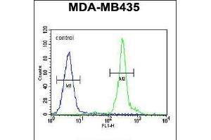 Flow cytometric analysis of MDA-MB435 cells (right histogram) compared to a negative control cell (left histogram). (GFRAL 抗体  (C-Term))