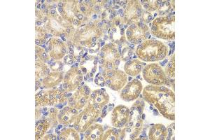 Immunohistochemistry of paraffin-embedded rat kidney using PSMD9 antibody (ABIN1876545) at dilution of 1:200 (40x lens). (PSMD9 抗体)
