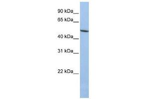 LOXL1 antibody used at 1 ug/ml to detect target protein. (LOXL1 抗体  (N-Term))