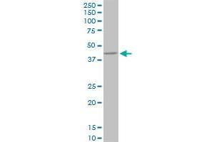 Western Blotting (WB) image for anti-Protein Phosphatase 1, Regulatory Subunit 8 (PPP1R8) (AA 1-209) antibody (ABIN519112)
