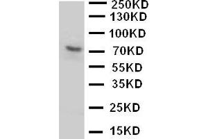 Anti-P2RX7 antibody, Western blottingWB: U87 Cell Lysate (P2RX7 抗体  (N-Term))