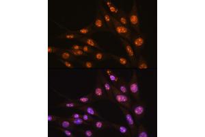 Immunofluorescence analysis of NIH/3T3 cells using YY2 Rabbit pAb (ABIN7271429) at dilution of 1:100. (YY2 抗体  (AA 200-300))