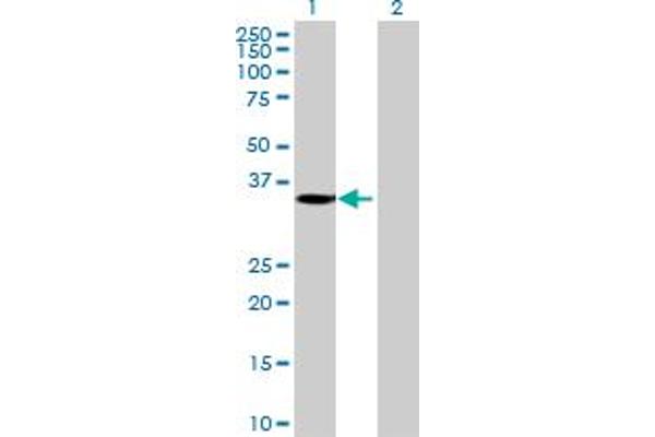 SLC25A42 antibody  (AA 1-318)