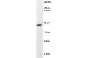 Western Blotting (WB) image for anti-Origin Recognition Complex, Subunit 4 (ORC4) (C-Term) antibody (ABIN2466042) (ORC4 抗体  (C-Term))