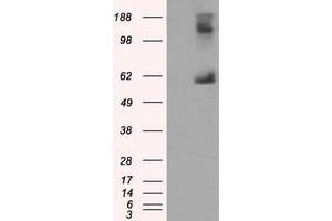 Image no. 1 for anti-Lipase, Endothelial (LIPG) antibody (ABIN1499167) (LIPG 抗体)