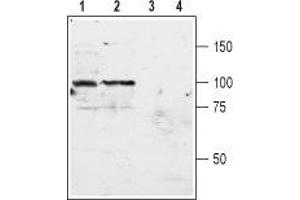 Western blot analysis of rat (lanes 1 and 3) and mouse (lanes 2 and 4) brain membranes: - 1,2. (Metabotropic Glutamate Receptor 3 抗体  (Extracellular, N-Term))