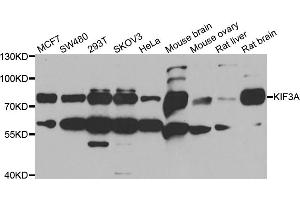 Western blot analysis of extracts of various cell lines, using KIF3A antibody (ABIN5973995) at 1/1000 dilution. (KIF3A 抗体)