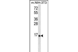 RPL23 Antibody (Center) (ABIN656509 and ABIN2845780) western blot analysis in mouse NIH-3T3 cell line lysates (35 μg/lane). (RPL23 抗体  (AA 49-78))