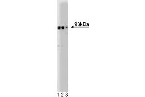 Western blot analysis of Gelsolin on human endothelial cell lysate. (Gelsolin 抗体  (AA 592-768))