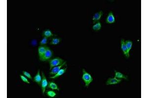 Immunofluorescent analysis of HepG2 cells using ABIN7144495 at dilution of 1:100 and Alexa Fluor 488-congugated AffiniPure Goat Anti-Rabbit IgG(H+L) (Aquaporin 1 抗体  (AA 2-269))