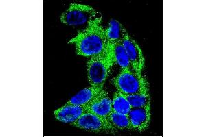 Confocal immunofluorescent analysis of ACADM Antibody (Center) (ABIN390808 and ABIN2841045) with HepG2 cell followed by Alexa Fluor 488-conjugated goat anti-rabbit lgG (green). (Medium-Chain Specific Acyl-CoA Dehydrogenase, Mitochondrial (AA 189-217) 抗体)