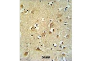 CDH20 Antibody (N-term) (ABIN653827 and ABIN2843095) IHC analysis in formalin fixed and paraffin embedded brain tissue followed by peroxidase conjugation of the secondary antibody and DAB staining.