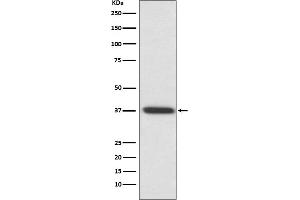 Western blot analysis of Rhodopsin expression in rat eyeball lysate.